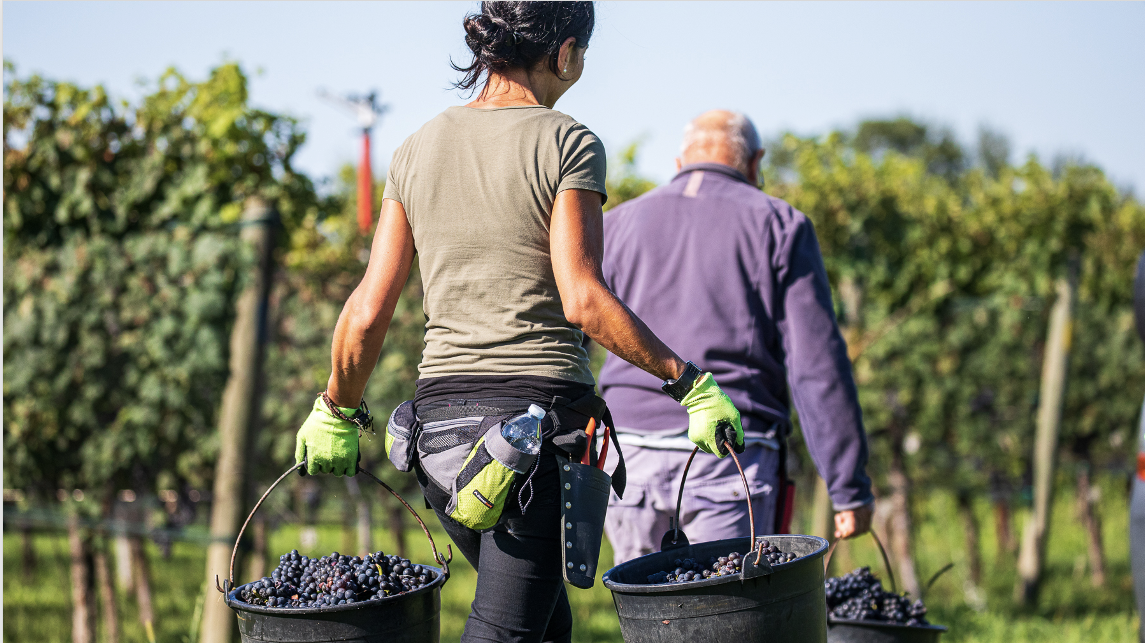 Wijnvaten van Russolo