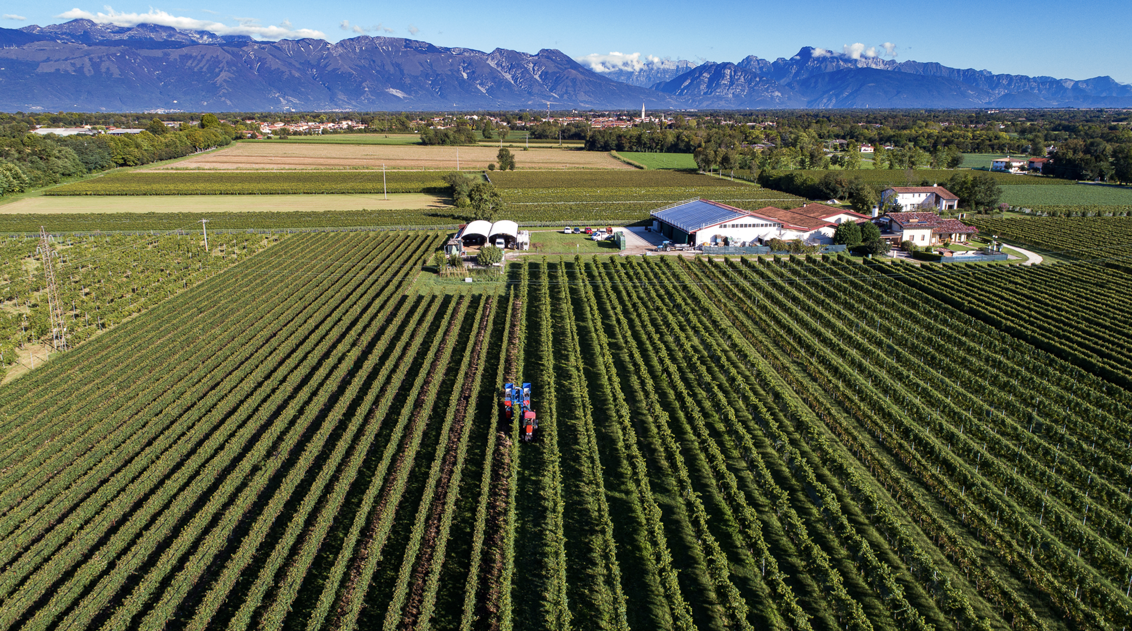 Blauwe druiven Russolo