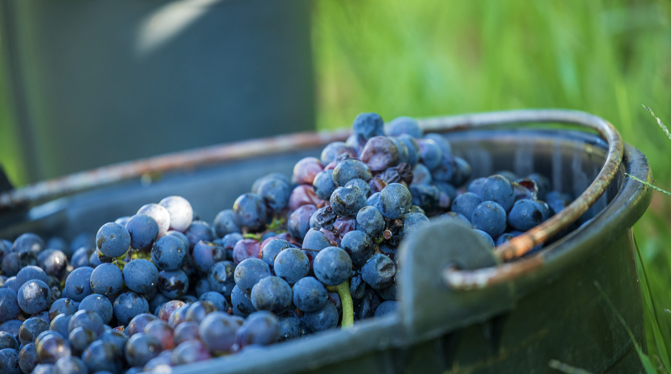 Wijnvaten van Russolo