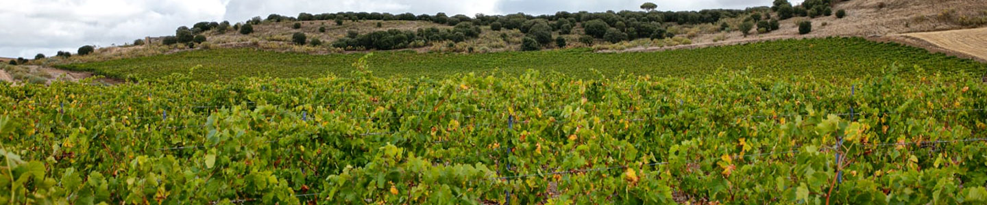 Arroyo Izquierdo terroir