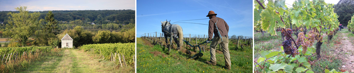 terroir Clos Roussely Loire wijnen