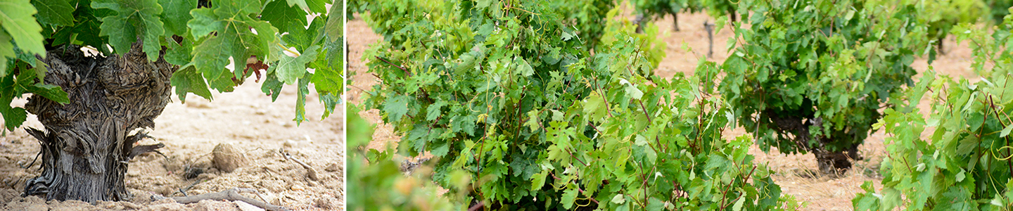 Coral Duero Toro Spanje terroir