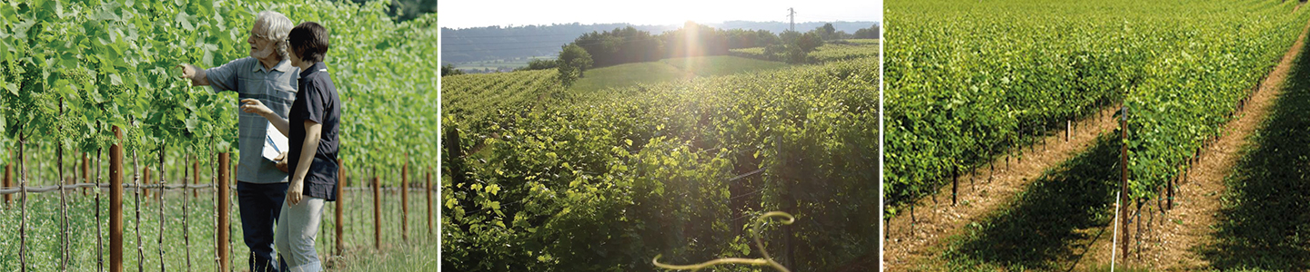 Cornaro terroir Montelliana