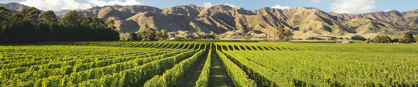 Crowded House Wines wijnen Nieuw-Zeeland terroir