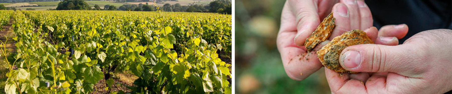 terroir Domaine de la Combe Loire wijnen