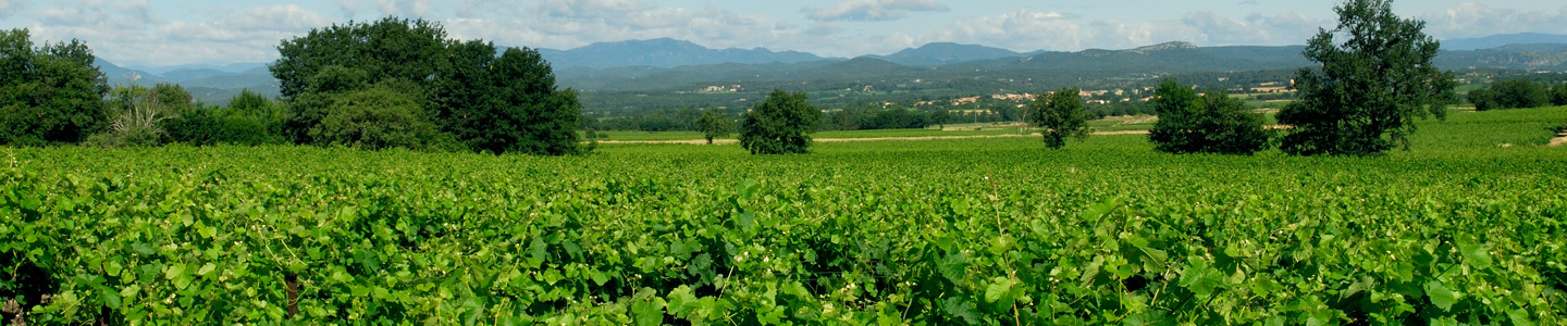 Terroir Languedoc Domaine Grand-Chemin