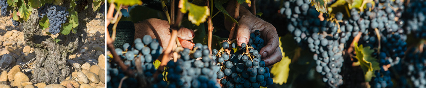 Halos de Jupiter terroir