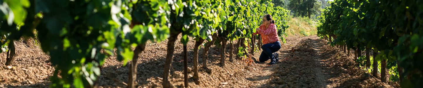 Les Jamelles wijnen Languedoc Roussillon Frankrijk