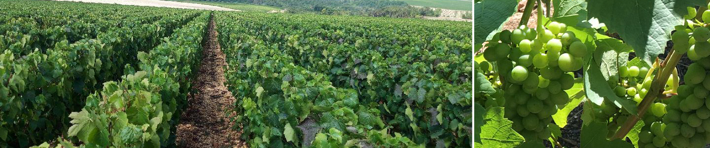 Passy le clou terroir Frankrijk Bourgogne Chablis