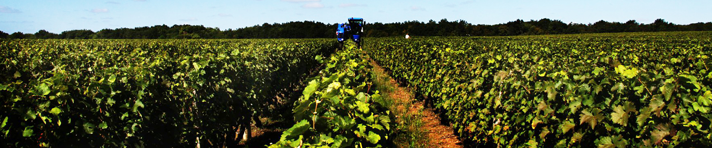 Vouvray Frankrijk Pinon Damien terroir