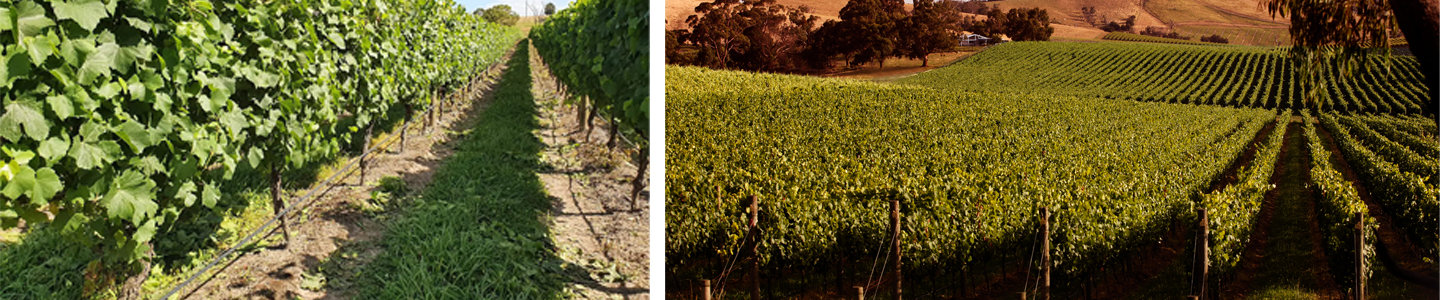 terroir Yarran Australische wijn