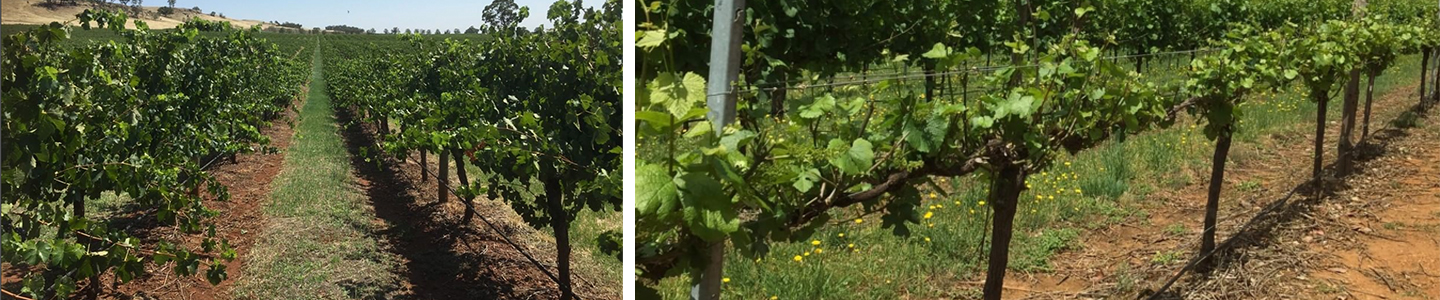 Tar & Roses terroir Australische wijn