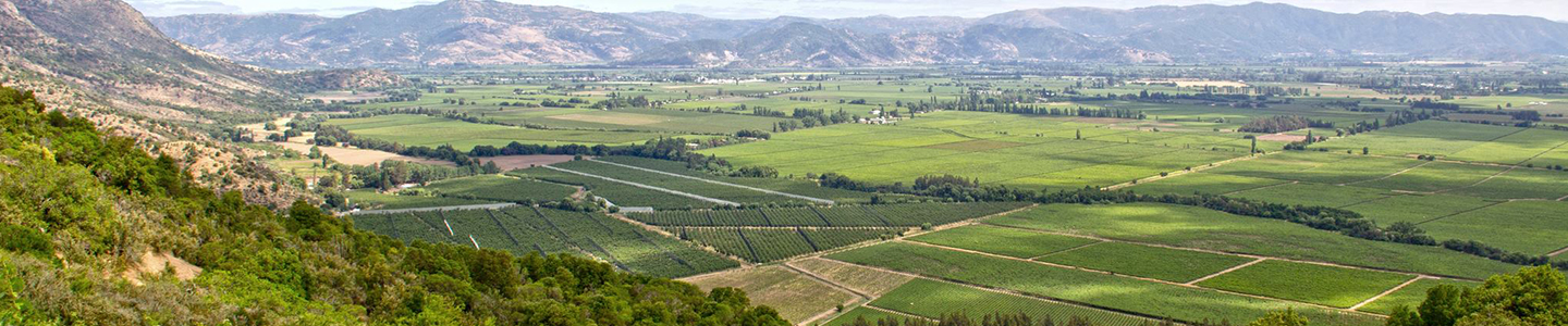 Toro de Piedra chili terroir