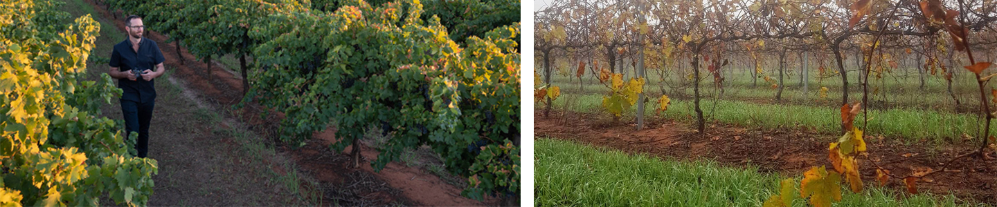 terroir Yarran Australische wijn