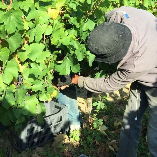 Wijngaard bewerken met tractor Beau Chêne