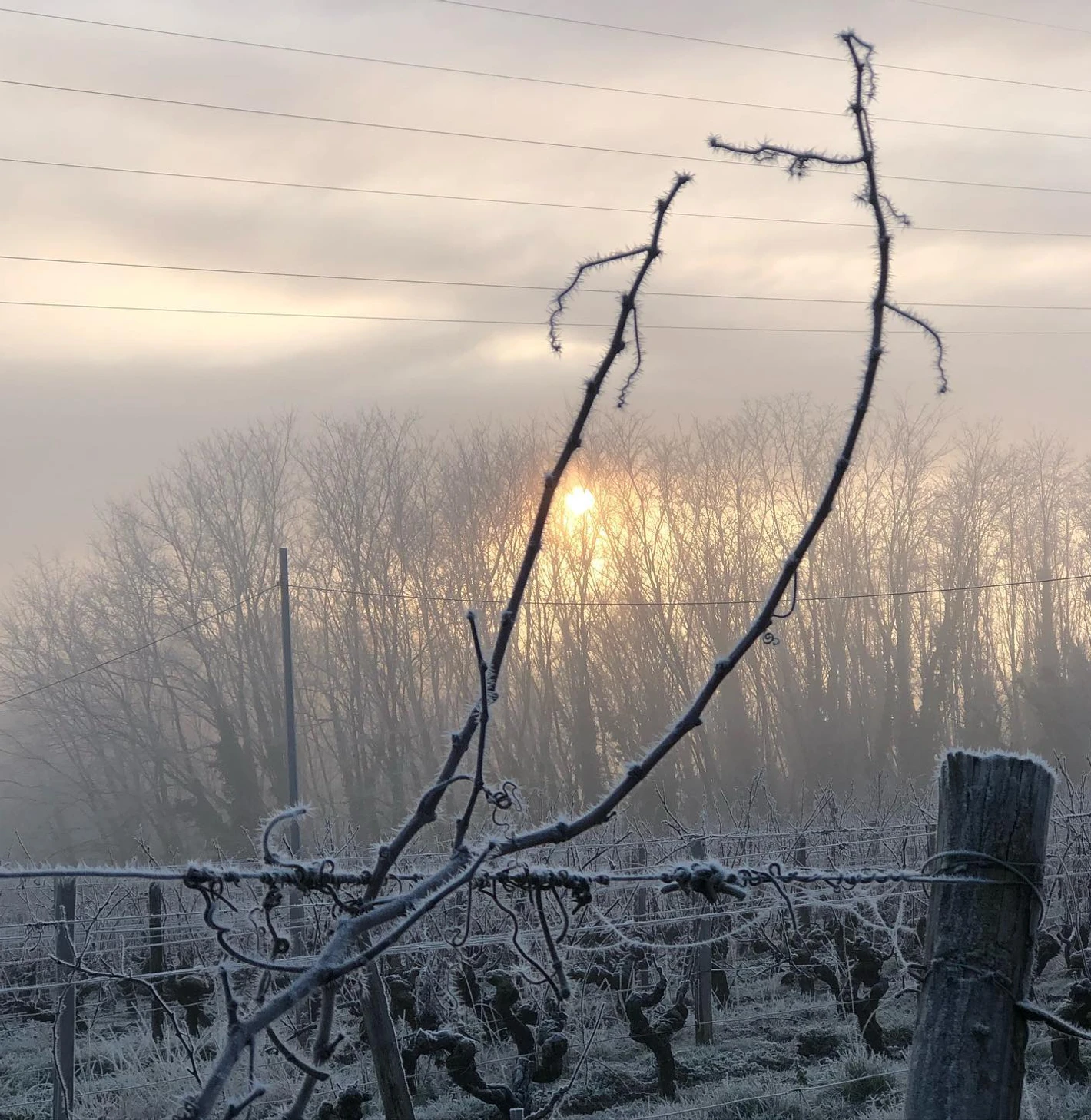 Besneeuwde wijnstokken van Château Brondelle