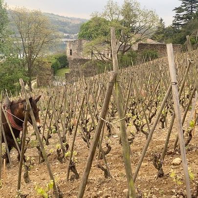 Tempranillo Joven van Christophe Semaska