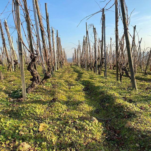 Tempranillo Joven van Christophe Semaska