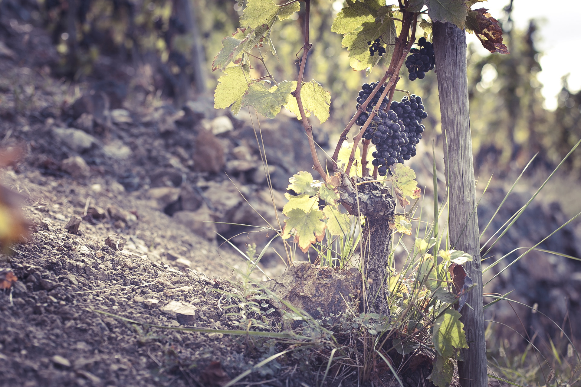 Tempranillo Joven van Christophe Semaska