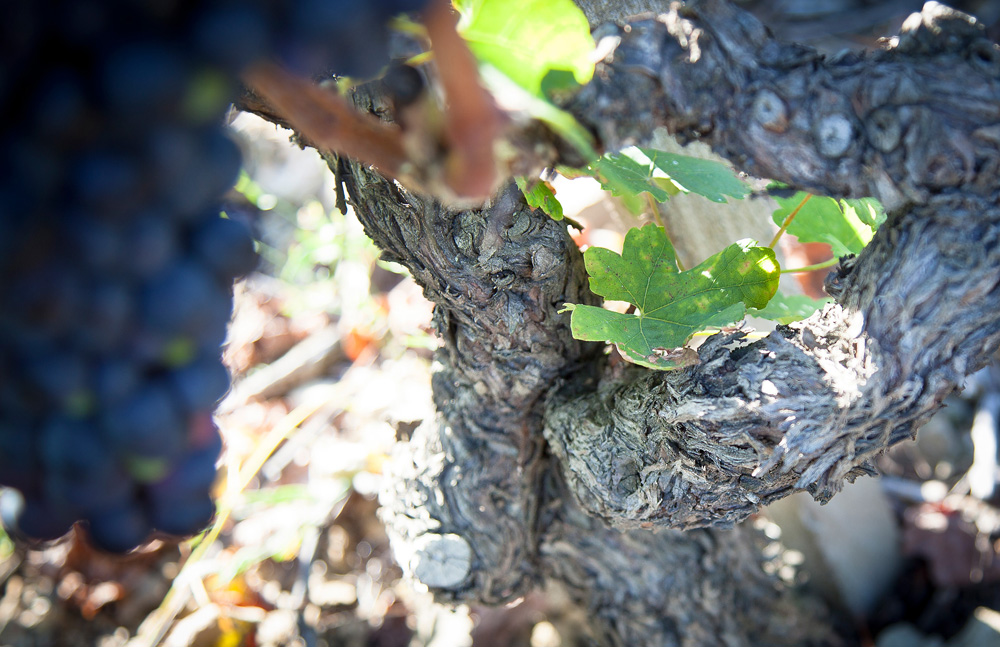 Tempranillo Joven van Christophe Semaska