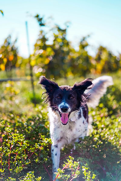 Hond in wijngaard van Domaine Brunely