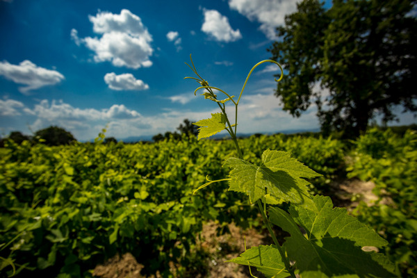 Wijngaard van Domaine Grand-Chemin