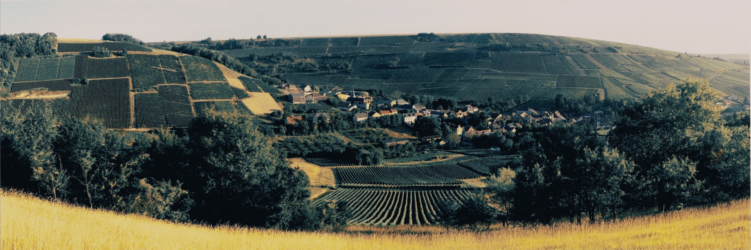 Landschap wijngaard van Domaine Paul Thomas