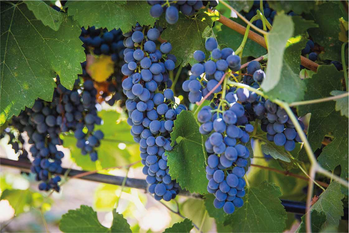 Blauwe druiventros van Tenute Lombardo