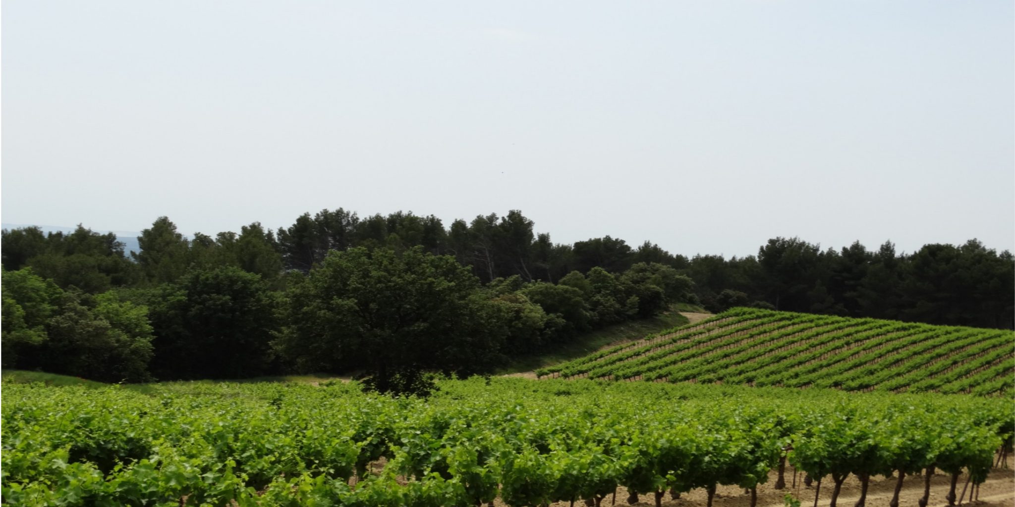 Wijngaard van Le Vignoble du Roy Rene