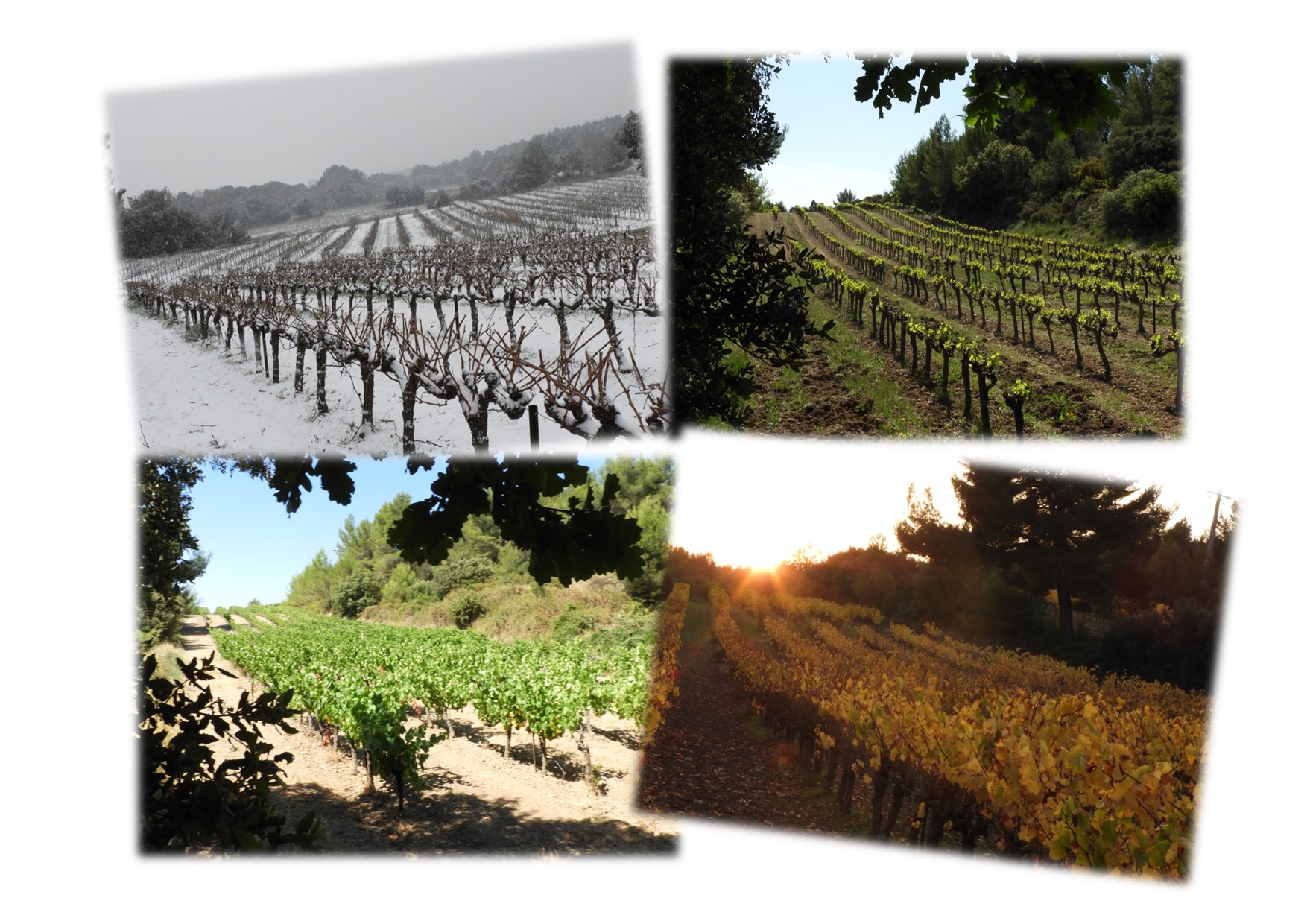 Verschillende wijngaarden van Le Vignoble du Roy Rene