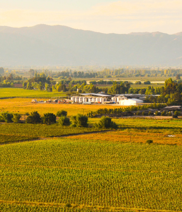 Landschap nabij Viña Requingua